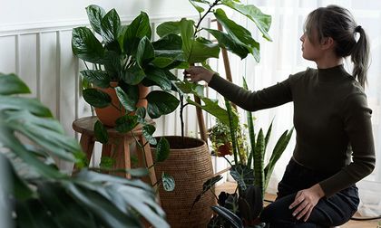 Las plantas que protegen tu hogar de las malas energías