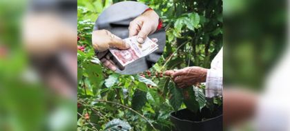 Imagen de  Según estudio, 7 de cada 10 caficultores en Antioquia son extorsionados. Nariño es uno de los municipios más afectados