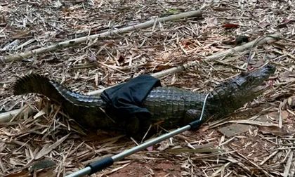 Una babilla será trasladada del humedal Lago de la Babilla al Pacífico