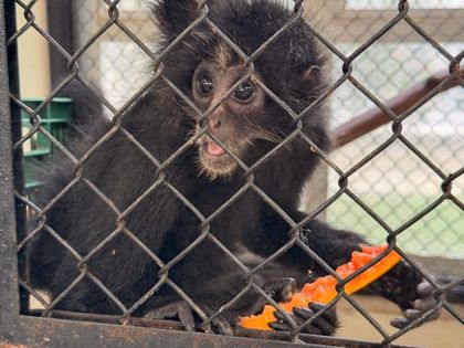 Imagen de  Reubicaron en el Parque de la Conservación a 11 individuos de fauna silvestre que no podrán volver a su hábitat natural