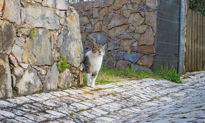 Por qué los gatos pueden encontrar el camino a casa desde kilómetros de distancia