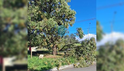 Imagen de Se desprendió una rama del “árbol raro” que llevaría más de 500 años en Rionegro