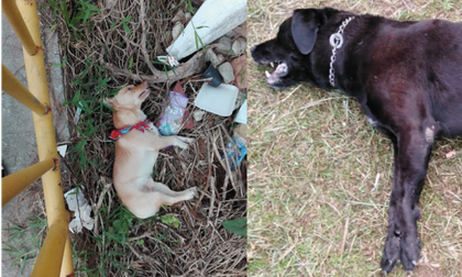 ¿Quién está envenenando a los perros en Rionegro?