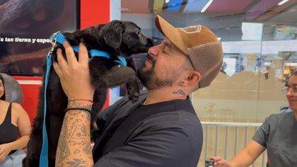 Imagen de  Por la campaña Adopta un Superhéroe, 68 perritos encontraron un nuevo hogar en Medellín