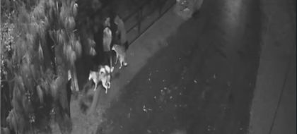 Imagen de  Alcaldía de Rionegro condenó abandono de tres perros frente al Ceiba y anunció acciones legales