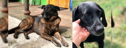 Imagen de ¡En adopción! Dos perritos que se encuentran en la vía La Ceja-Rionegro buscan un hogar