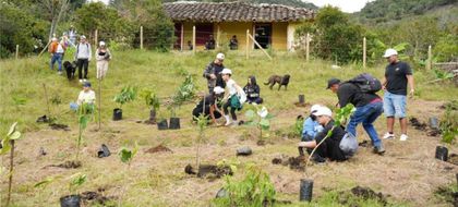 Imagen de  Rionegro realizó una nueva intervención ambiental con la siembra de 4 000 árboles nativos en el cerro El Capiro