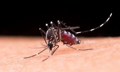 Refuerzan controles contra el dengue
