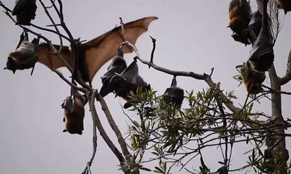Secretaría de Salud del Valle advierte sobre murciélagos activos en el día y analiza posibles casos de rabia