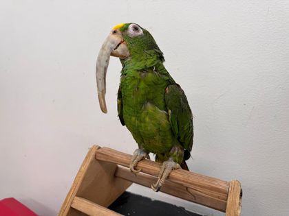 Imagen de Consecuencias de más de 32 años de cautiverio: lora frentiamarilla sufrió crecimiento aberrante de su pico