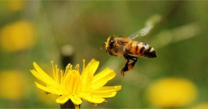 Imagen de  En el Oriente se realiza el 2° Encuentro de Biodiversidad