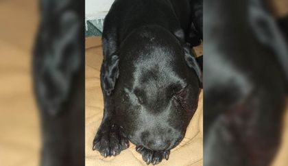 Imagen de  Káiser, el perrito mordido por una serpiente en Cocorná, recibió apoyo, pero enfrentará secuelas