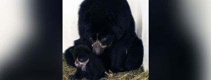 Imagen de  Anuncian nacimiento de oso andino en el Parque de la Conservación de Medellín