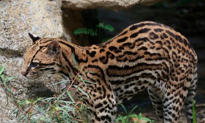 Imagen de  Un Día Internacional de la Tierra como ningún otro