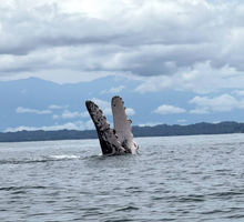 CVC llama a proteger a las ballenas jorobadas