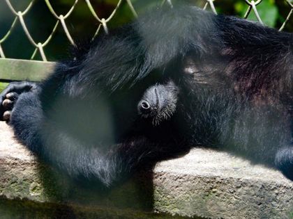 Imagen de Siete monos araña víctimas del tráfico ilegal de fauna silvestre fueron reubicados