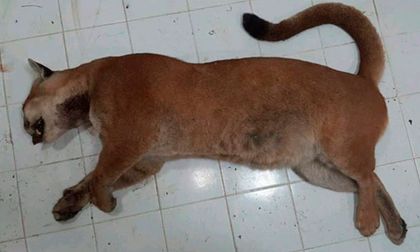 Buscan a culpables de muerte de puma