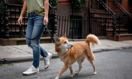 Los perros y su misterioso sexto sentido para detectar malas intenciones