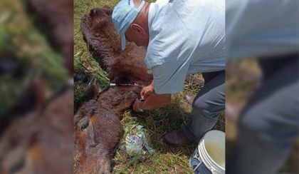 Imagen de Envían a la cárcel a un hombre que dejó morir de hambre a una mula