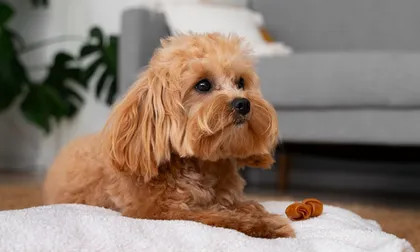 por qué los perros dan vueltas antes de acostarse