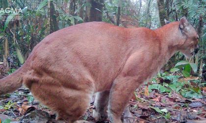 Cámaras trampa revelan riqueza de fauna silvestre en Cali