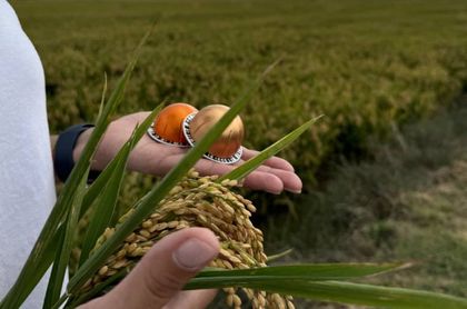 Nespresso dona 200 toneladas de arroz a bancos de alimentos con el reciclaje de sus cápsulas