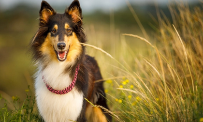 ¿Qué debes preparar para viajar con tu mascota?
