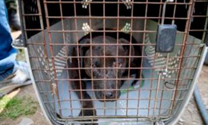 Desarticulan red de peleas de perros en Colombia