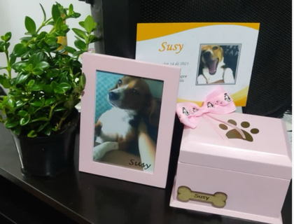 Imagen de Hombre se hizo pasar por veterinario para realizar procedimientos quirúrgicos: una perrita murió