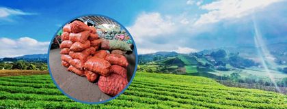 Imagen de El Santuario se posiciona como el principal productor de zanahoria en el país