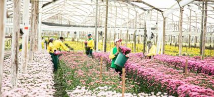 Imagen de  Colombia exportará más de 60 mil toneladas de flor cortada para San Valentín: cerca del 27% procedentes de Antioquia