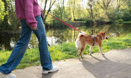 Los paseos influyen en el equilibrio emocional de tu perro, mira porqué
