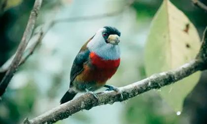Valle a contar aves en Global Big Day 2025