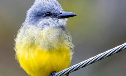 Colombia Birdfair 2026 en Cali ofrecerá 70% de actividades gratuitas