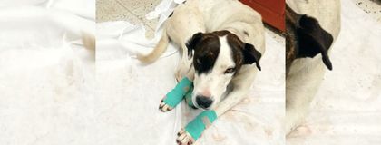 Imagen de El Santuario avanza en campañas de bienestar animal