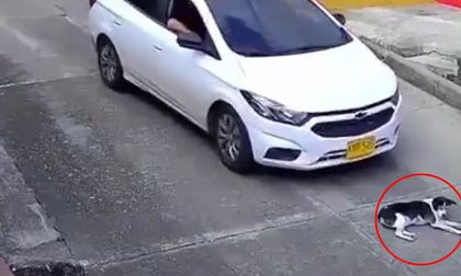 Indignación: sujeto atropelló a perrito acostado en la vía