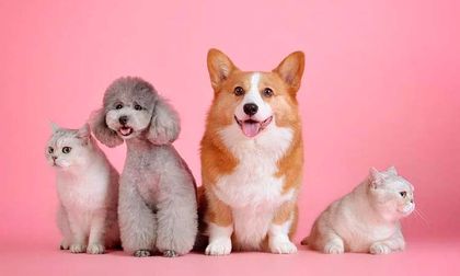 ¿Cómo influyen las mascotas en la salud mental de las personas?