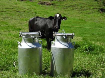 Imagen de «No hemos perdido ni un litro de leche»: productores de La Unión