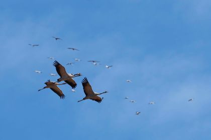 Imagen de Casi la mitad de las especies de aves migratorias del mundo está en declive, según BirdLife International