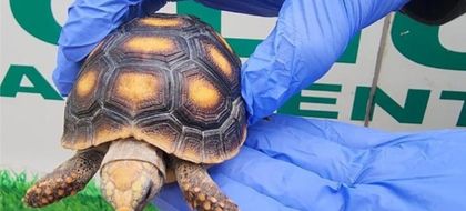 Imagen de Policía incautó 22 especies de fauna silvestre en municipios del Valle de Aburrá