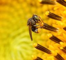 En el Día Mundial de las Abejas, vea cuántas especies hay en Cali
