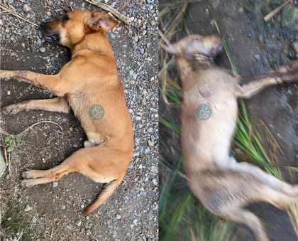 Imagen de  Denuncian presunto caso de envenenamiento de perros en zona rural de Guarne