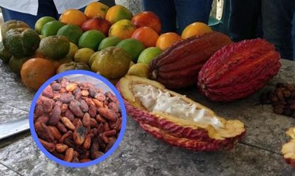 Imagen de  «La Ruta del Cacao», un ejemplo de turismo sostenible que se podrá recorrer en el Oriente