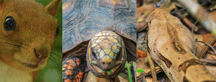 Imagen de  ¡Ya están en su hábitat natural! 43 animales de la fauna silvestre fueron liberados