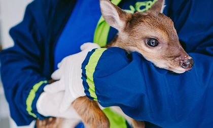 Rescatan al “Bambi” caucano