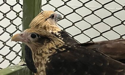 Piguas envenenadas fueron salvadas y liberadas por el Dagma