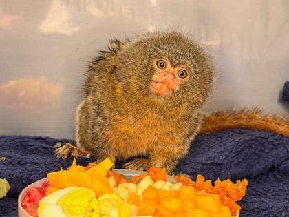 Imagen de  Llega a Medellín un tití pigmeo, primate amazónico vulnerable