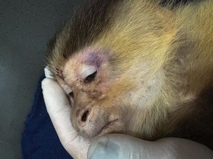 Imagen de  ¡Qué crueldad! Tenían en cautiverio, desnutrido y con signos de maltrato a un mono capuchino en una unidad residencial en Medellín