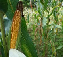 Importaciones de maíz blanco en Colombia aumentaron en 411%