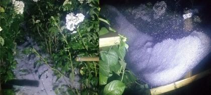 Imagen de Lluvias con granizo afectaron cultivos en varias veredas de La Unión